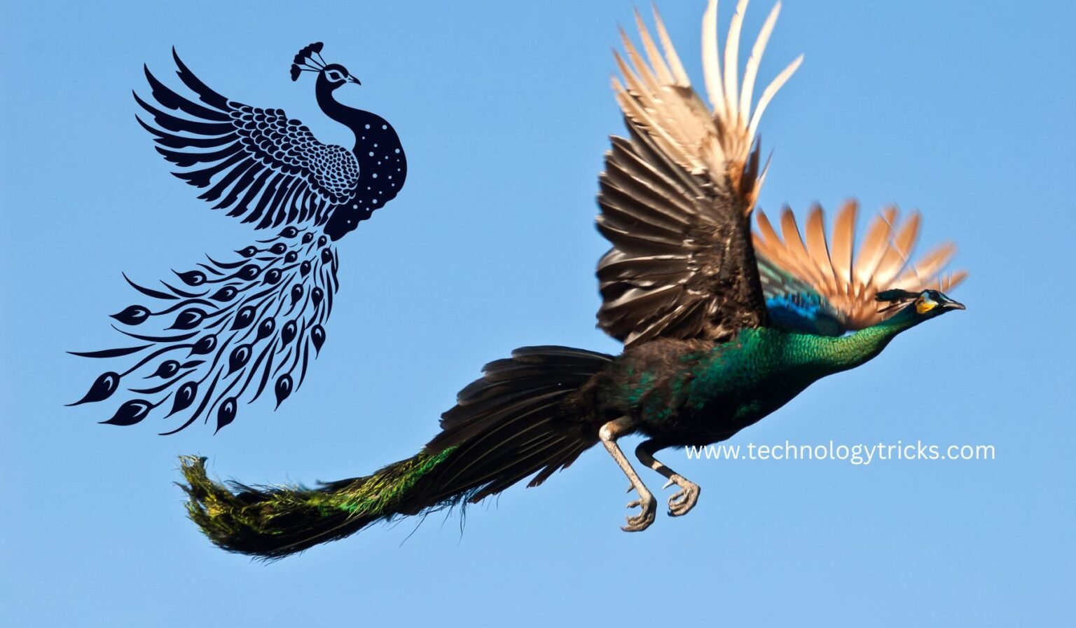 do peacocks fly