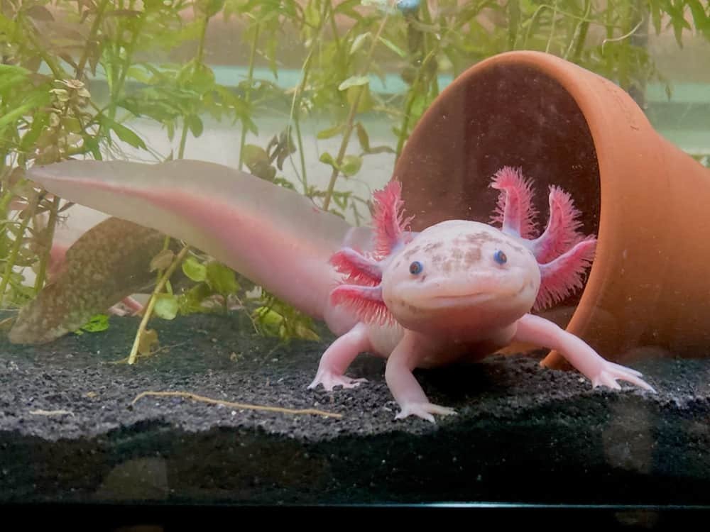 are axolotls good pets